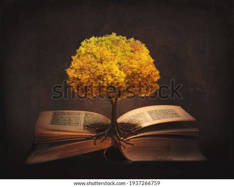 Rootd magic book